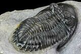 Hollardops Trilobite - Top Quality Specimen #107571-4